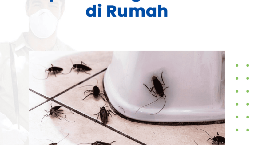 blog Tips Mencegah Hama di Rumah